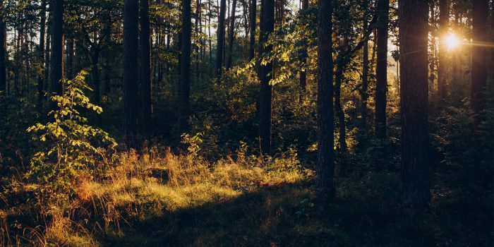 Skog med en solnedgång