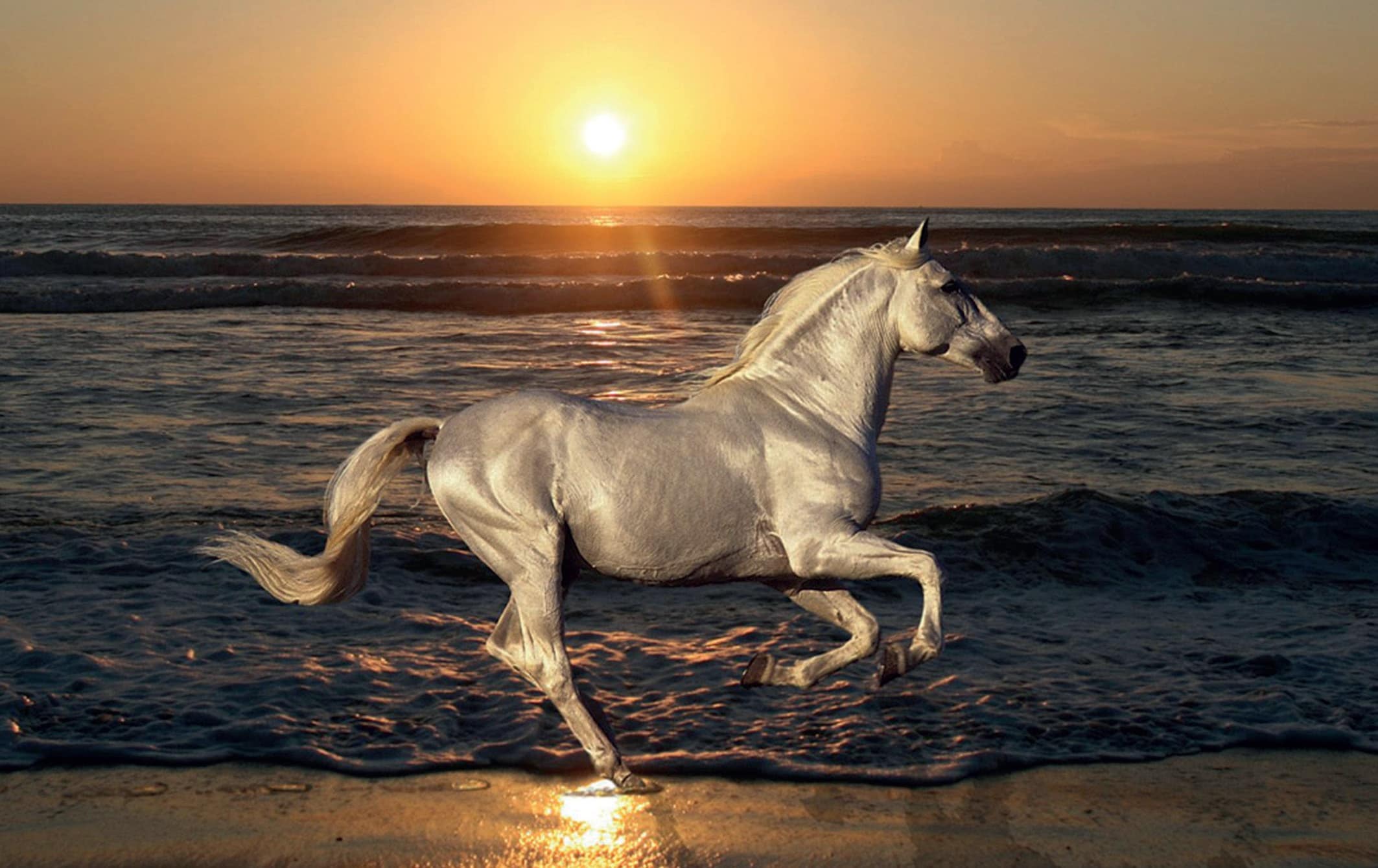 Häst i solnedgång
